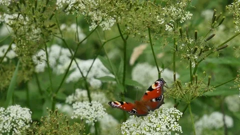 Butterfly and bug. 스톡 동영상 117334775