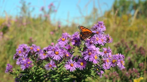 Butterfly and Bumble Bee at Work Stock Footage 30461248