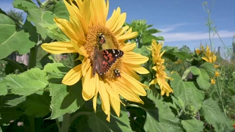 Butterfly and bumble bees pollinating vibrant yellow sunflower in sunny, summer Stock Footage 220454947