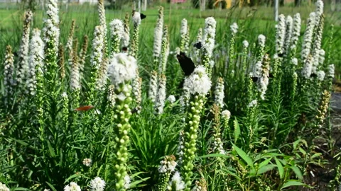 Butterfly and bumblebee flying, hovering looking for nectar in flowers in nature Stock Footage 93579896