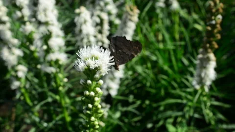 Butterfly and bumblebee flying, hovering looking for nectar in flowers in nature Stock Footage 93581025