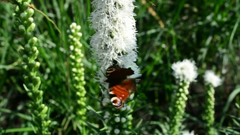 Butterfly and bumblebee flying, hovering looking for nectar in flowers in nature Stock Footage 93581146
