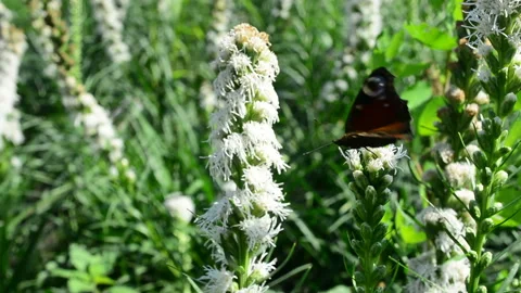 Butterfly and bumblebee flying, hovering looking for nectar in flowers in nature 動画素材 93583072
