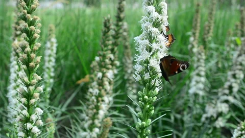 Butterfly and bumblebee flying, hovering looking for nectar in flowers in nature Stock Footage 93585090