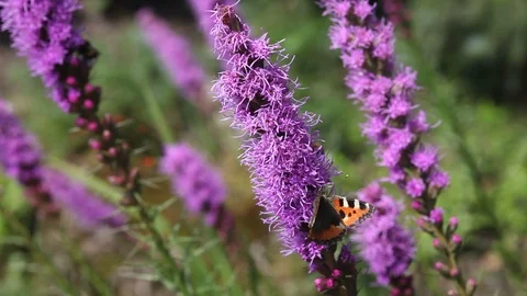 Butterfly and Bumblebee on liatris Stock Footage 100641532