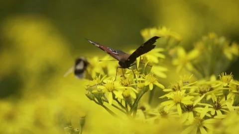 Butterfly And Bumblebee Looking For Nectar On a Yellow Flower Macro 4K Stock-Footage 85262836