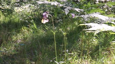 A butterfly and a bumblebee pollinate one  flower-17.08 Stock Footage 252204079