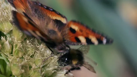 Butterfly and bumblebee taking nectar and pollinating a plant Stock Footage 167322593