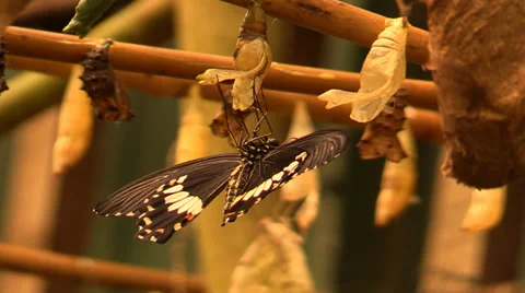 Butterfly and Chrysalis Video stock 37915951