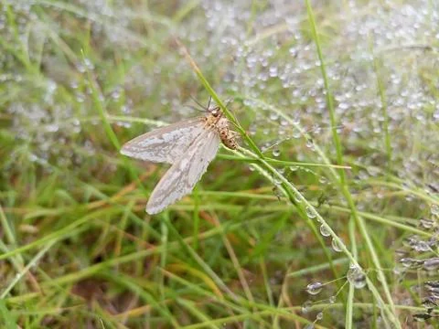 Butterfly and dew Foto stock