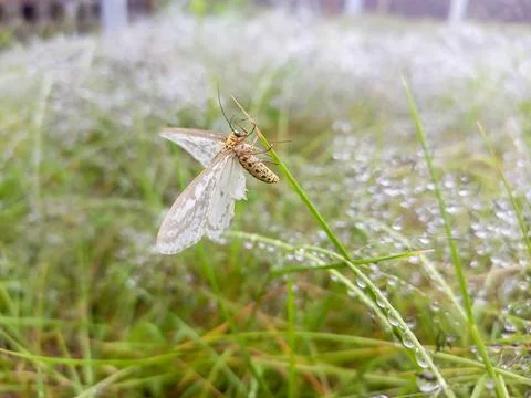 Butterfly and dewdrops Stock Photos