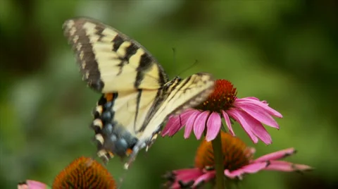 Butterfly and flower Stock Footage 1008616