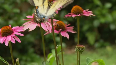 Butterfly and flower Stock Footage 1008645