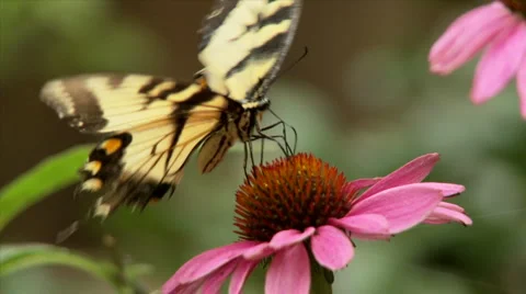 Butterfly and flower Stock Footage 1008669