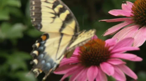 Butterfly and flower Stock Footage 1008724