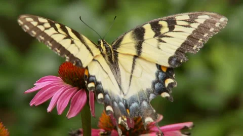 Butterfly and flower Stock Footage 1008753