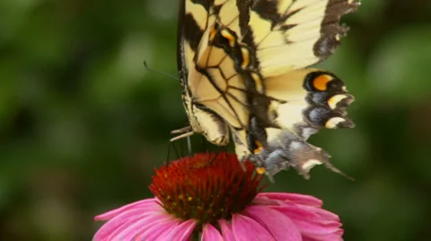 Butterfly and flower Stock Footage 1008830