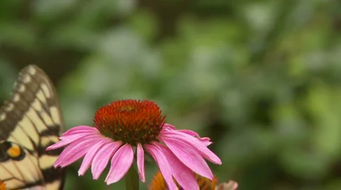 Butterfly and flower Stock Footage 1008836