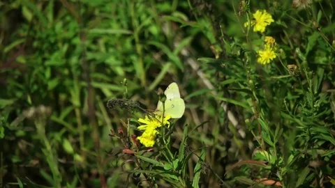 Butterfly and flower Stock Footage 79844147