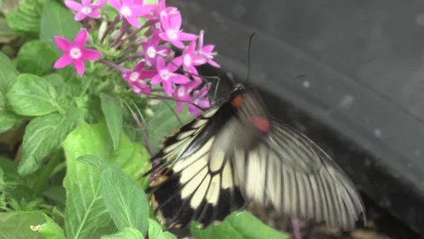 Butterfly and flower Stock Footage 107088372
