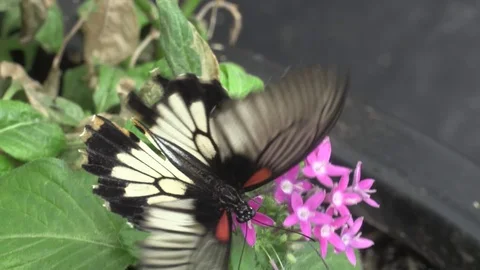 Butterfly and flower Stock Footage 107089824