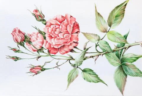 Butterfly and flower pattern hand drawn on silk Stock Illustration