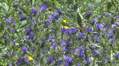 Butterfly and flowers Stock Footage 74062628
