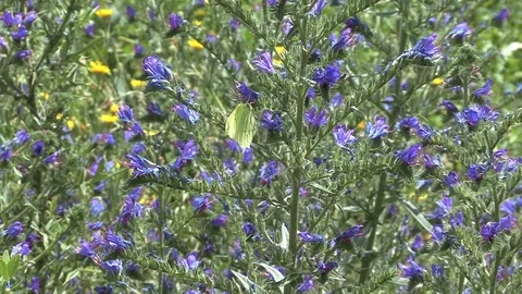 Butterfly and flowers Stock Footage 74062636