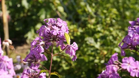 Butterfly and Fly Stock Footage 114612881