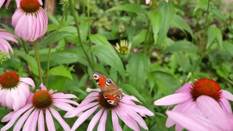 Butterfly and fly Video stock 117227495