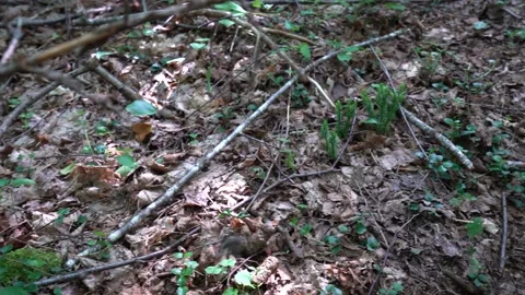 Butterfly and forest floor Stock Footage 171343589