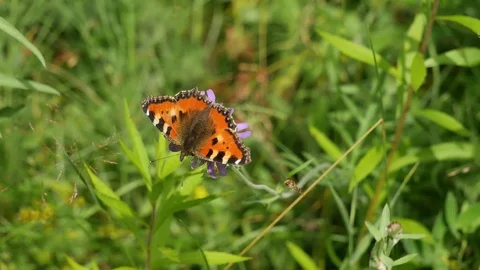 Butterfly and gadfly 스톡 동영상 117334932