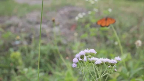 Butterfly and grass flowers Stock Footage 127273473