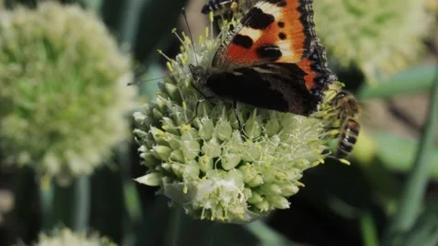 Butterfly and honey bee taking nectar and pollinating a plant Stock Footage 167347368