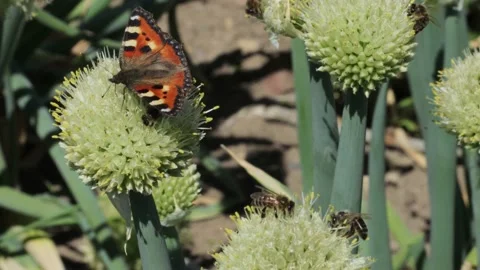 Butterfly and honey bees taking nectar and pollinating a plant Видео 167347372