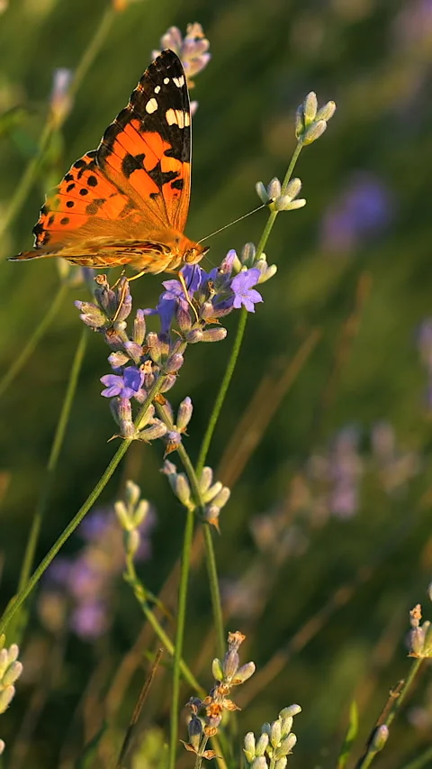Butterfly and lavender Stock Footage 293152840