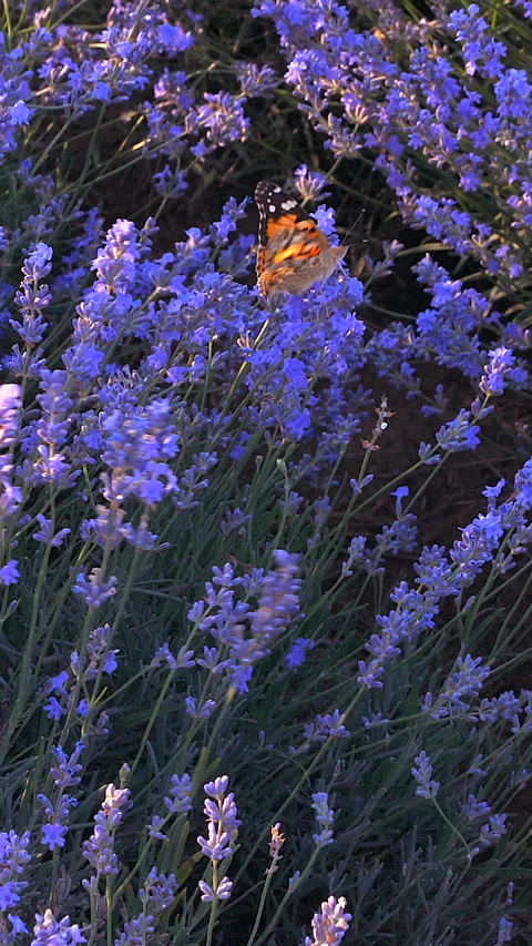 Butterfly and lavender Stock Footage 293152844