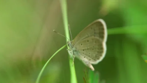 Butterfly and leaf Video stock 80287923