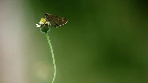 Butterfly and leaf Video stock 80403963