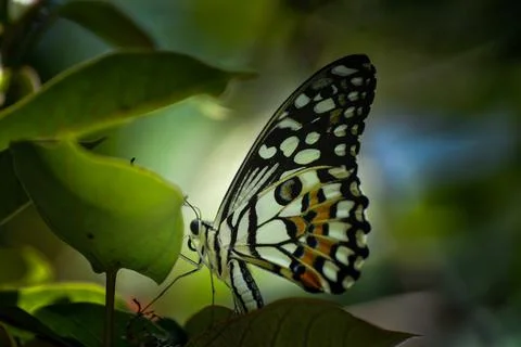 Butterfly and leaf Stock Photos