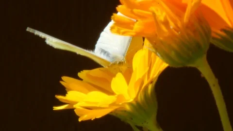 Butterfly and marigold Vidéo 130061278