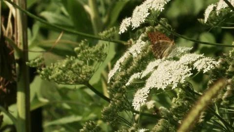 Butterfly and pollinators feeding on white umbel flower in slow motion Stock Footage 335697693