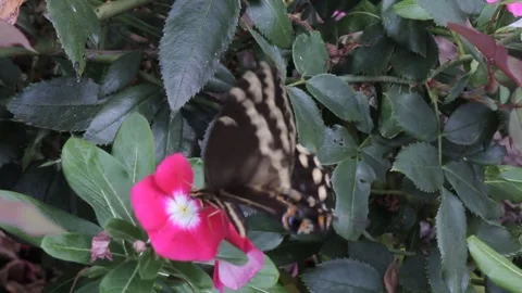 Butterfly and red flower Stock Footage 149079608