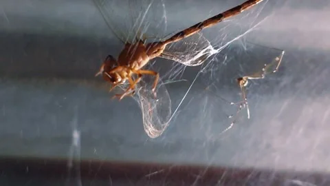 Butterfly and spider Stock Footage 256228714