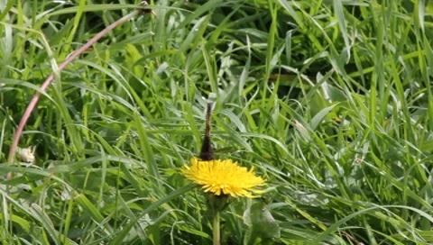 Butterfly and wasp Video stock 8690746