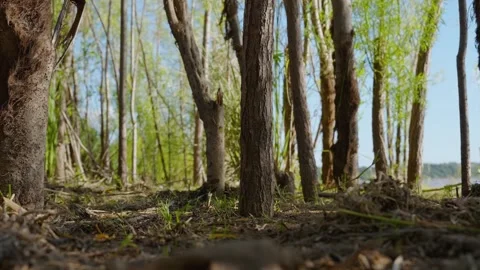 Butterfly and wind in the river Video stock 305784053