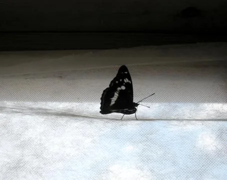 Butterfly and window Stock Photos