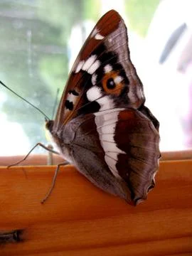 Butterfly and window Stock Photos