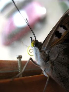 Butterfly and window Stock Photos