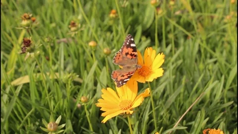 Butterfly and Yellow Flower Stock Footage 141507161